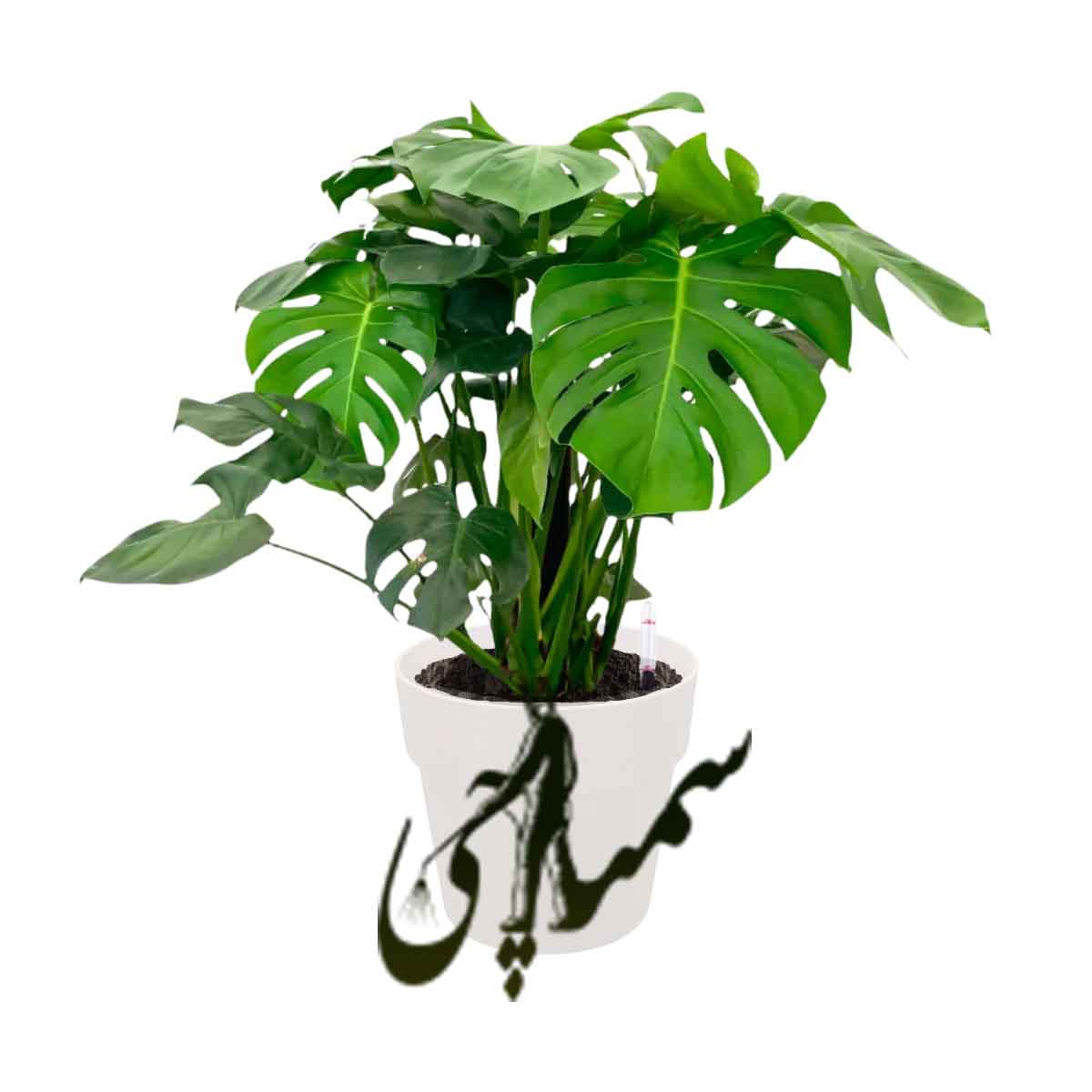 مونسترا دلیسیوزا (Monstera deliciosa)